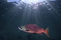 Sockeye Salmon (Oncorhynchus nerka) male in breeding coloration and morphology, Kamchatka, Russia