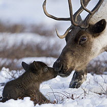 Caribou (Rangifer tarandus) mother and calf nuzzling, Kamchatka, Russia