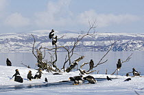 Steller's Sea Eagle (Haliaeetus pelagicus) group on lakeshore, Kamchatka, Russia