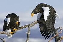 Steller's Sea Eagle (Haliaeetus pelagicus) posturing to make itself appear larger, trying to intimidate other adult, Kamchatka, Russia