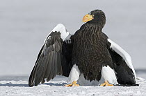 Steller's Sea Eagle (Haliaeetus pelagicus) posturing to make itself appear larger, Kamchatka, Russia