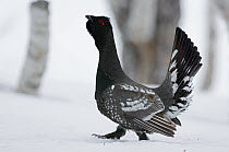 Black-billed Capercaillie (Tetrao parvirostris) male displaying, Kamchatka, Russia