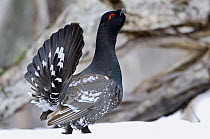Black-billed Capercaillie (Tetrao parvirostris) male displaying, Kamchatka, Russia