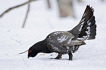 Black-billed Capercaillie (Tetrao parvirostris) male foraging, Kamchatka, Russia