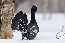 Black-billed Capercaillie (Tetrao parvirostris) male displaying and calling, Kamchatka, Russia