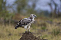 Martial Eagle (Polemaetus bellicosus) immature, Masai Mara, Kenya