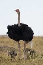 Ostrich (Struthio camelus) male with young chicks, Masai Mara, Kenya