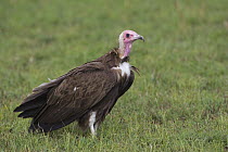 Hooded Vulture (Necrosyrtes monachus) portrait, Masai Mara, Kenya