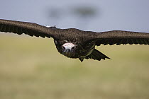 Lappet-faced Vulture (Torgos tracheliotus) flying, Masai Mara, Kenya