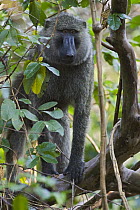 Olive Baboon (Papio anubis), Gombe Stream Chimp Reserve, Tanzania