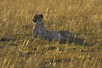 Cheetah (Acinonyx jubatus) female at sunrise, Masai Mara, Kenya