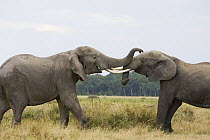 African Elephant (Loxodonta africana) bulls fighting, Masai Mara, Kenya