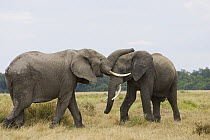 African Elephant (Loxodonta africana) bulls fighting, Masai Mara, Kenya