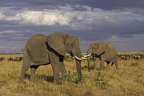 African Elephant (Loxodonta africana) pair, Masai Mara, Kenya