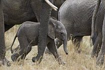 African Elephant (Loxodonta africana) mother and less than 3 weeks old calf, Masai Mara, Kenya