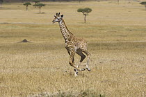 Masai Giraffe (Giraffa tippelskirchi) less than 3 week old calf running, Masai Mara, Kenya