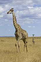 Masai Giraffe (Giraffa tippelskirchi) mother and less than 3 week old calf, Masai Mara, Kenya