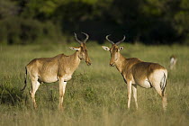Coke's Hartebeest (Alcelaphus buselaphus cokii) pair, Masai Mara, Kenya