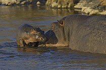 Hippopotamus (Hippopotamus amphibius) mother with 2 to 3 week old calf, Masai Mara, Kenya