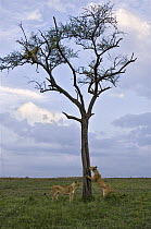 Leopard (Panthera pardus) pair trapped in tree by African Lions (Panthera leo), Masai Mara, Kenya