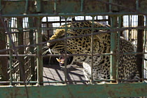Leopard (Panthera pardus) trapped on farmland awaits release in protected area, Masai Mara, Kenya