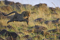 Leopard (Panthera pardus) running, Masai Mara, Kenya