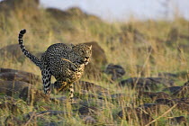 Leopard (Panthera pardus) running, Masai Mara, Kenya