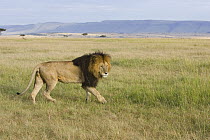 African Lion (Panthera leo) male walking across grassland, Masai Mara, Kenya