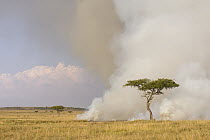 Grass fire, Masai Mara, Kenya