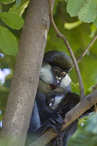 Red-tail Monkey (Cercopithecus ascanius) mother and baby in tree, Kichwa Tembo Forest, Masai Mara, Kenya