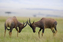 Topi (Damaliscus lunatus) males sparring, Masai Mara, Kenya
