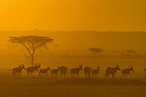 Topi (Damaliscus lunatus) herd, Masai Mara, Kenya