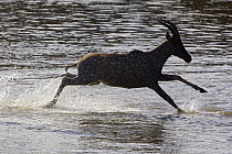 Topi (Damaliscus lunatus) crossing Mara River, Masai Mara, Kenya