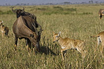 Topi (Damaliscus lunatus) mother and less than 3 days old foal, Masai Mara, Kenya