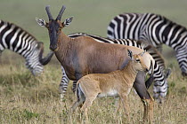 Topi (Damaliscus lunatus) mother and young calf, Masai Mara, Kenya