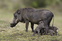 Cape Warthog (Phacochoerus aethiopicus) mother and very young piglets nursing, Masai Mara, Kenya
