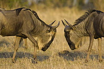 Blue Wildebeest (Connochaetes taurinus) bulls fighting, Masai Mara, Kenya