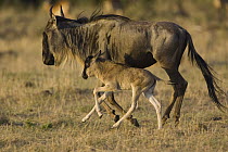 Blue Wildebeest (Connochaetes taurinus) mother and 1 to 3 days old calf running, Masai Mara, Kenya