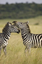 Burchell's Zebra (Equus burchellii) stallions sparring, Masai Mara, Kenya