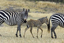 Burchell's Zebra (Equus burchellii) mother and less than 3 days old foal, Masai Mara, Kenya