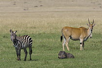 Burchell's Zebra (Equus burchellii), Cape Warthog (Phacochoerus aethiopicus) and Common Eland (Tragelaphus oryx), Masai Mara, Kenya