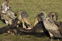 Black-backed Jackal (Canis mesomelas) pair scavenging wildebeest carcass along with Ruppell's Griffons (Gyps rueppellii), Masai Mara, Kenya