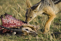 Black-backed Jackal (Canis mesomelas) feeding on carcass, Masai Mara, Kenya