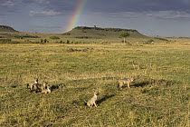 Black-backed Jackal (Canis mesomelas) pups, eight weeks old, at den with rainbow in background, Masai Mara, Kenya