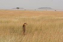 Cheetah (Acinonyx jubatus) female scanning the plain at dusk in the Masai Mara National Reserve, Kenya