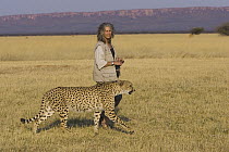 Cheetah (Acinonyx jubatus) named Chewbaaka, raised by Laurie Marker after rescue from a trap as a 3 week old, Kenya