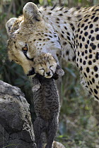 Cheetah (Acinonyx jubatus) mother carrying a 6 day old cub, Masai Mara National Reserve, Kenya