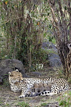 Cheetah (Acinonyx jubatus) mother nursing 6 day old cubs, Masai Mara National Reserve, Kenya
