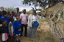 Cheetah (Acinonyx jubatus) named Chewbaaka met by students at the Cheetah Conservation Fund with Laurie Marker, Kenya