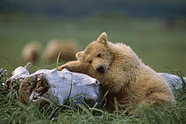 Grizzly Bear (Ursus arctos horribilis) juvenile sleeping on driftwood, Katmai National Park, Alaska